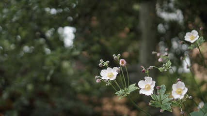 Chamomile in a beautiful green garden. The background is covered with bokeh.