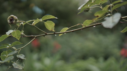 A branch of a rose in an image with raindrops. Rainy cloudy atmosphere.