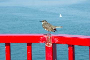 LITTLE BIRD IN RED RAILING