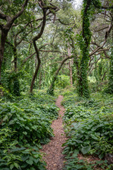path in the forest
