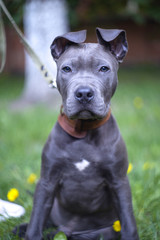 portrait of a grey dog, staff, staffordshire bull terrier