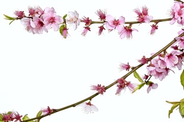 branches with pink sakura flowers closeup