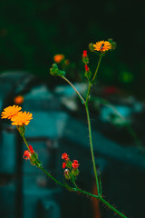 Little fly on a yellow flower