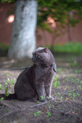 portrait of a grey cat