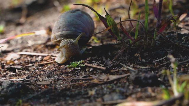 Beautiful slug is moving slow to the other side of path in polish frest.