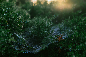 Morning dew drops on the bush
