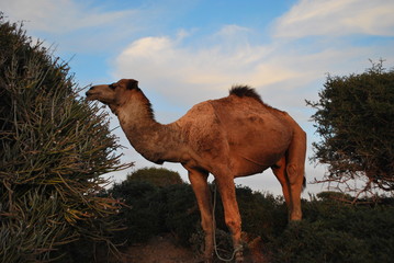 Camel eating argan tree.
