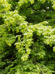 Carpinus betulus ou le charme commun appelé aussi charmille ou faux bouleau au feuillage printanier dense et vert, aux fruits ou samares en grappes pendantes