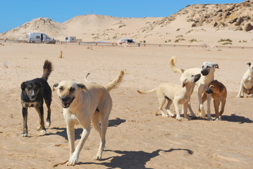 Wild dogs in Sahara desert