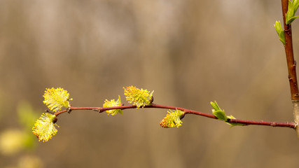 Willow twigs in spring