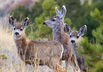 Cute Mule Deer Herd