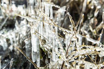 Close-up on a frozen plant-3