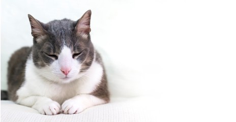 Cute adorable lazy white gray cat on a white couch. Domestic cat lies on the white sofa. Cat face close up. The quarantined cat. Home pets care friendship concept. Space for text. Banner