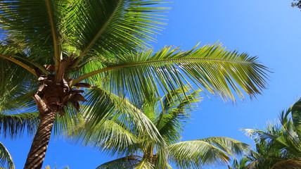 Fototapeta premium Palma kokosowa 