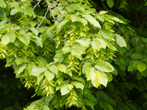 Carpinus betulus ou le charme commun appel&eacute; aussi charmille ou faux bouleau au feuillage printanier dense et vert, aux fruits ou samares en grappes pendantes