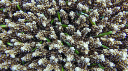 Dascyllus marginatus (Grey Humbug) are hiding in corals, Red Sea, Eilat, Israel