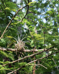 cypress tree branches