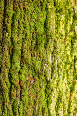 Moss on the bark of a tree, close up texture background