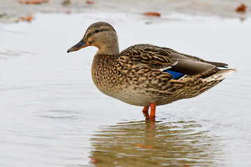 Stockente im Herbst an der Ostsee	