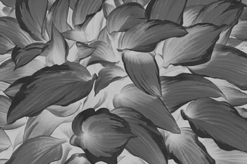 Green and yellow hosta in black and white patteryn grows on the lawn in the garden close-up.