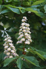 Close up flowers of white Aesculus hippocastanum, a large deciduous, synoecious (hermaphroditic-flowered) tree, commonly known as horse-chestnut or conker tree.
