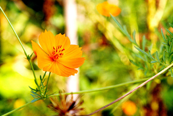 Beautiful Orange flowers Occurs naturally with light falling against.