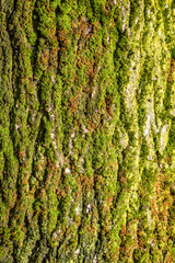 Moss on the bark of a tree, close up texture background