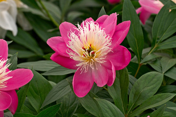Fototapeta premium Herbaceous Peonies 'Bowl of Beauty' in flower border