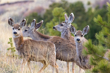 Cute Mule Deer Herd