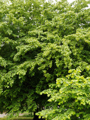 Carpinus betulus ou le charme commun appelé aussi charmille ou faux bouleau au feuillage...