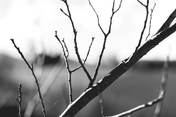 Fototapeta na wymiar Close-up on a tree branch, in a black and white landscape