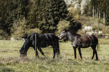 2 Pferde auf einer Koppel im Sommer