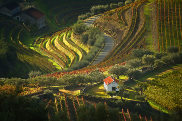 Colorful terraces and lines vineyards in Douro River Valley autumn morning. Picturesque autumn...