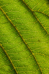 Macro view of a green walnut leaf in autumn light - abstract background