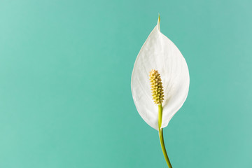 Spathiphyllum home plant.Close-up petal of white flower .Concept of home gardening.