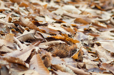 hojas de castaño en el suelo en otoño