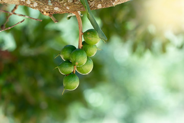 Raw of Macadamia integrifolia or Macadamia nut hanging on plant