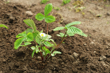wild strawberry flowers in the spring in the garden