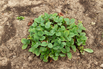 young strawberry bush in the spring in the garden