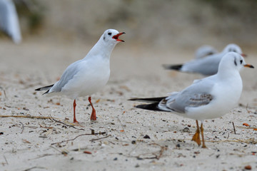 Lachmöwen im Herbst an der Ostsee	