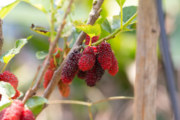 Rip Mulberry fruits hanging on plant