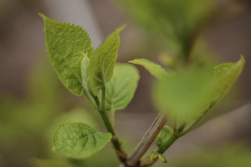green leaves on a tree