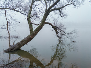 Two old willow towered over the water isolated on a gray-and-white mist that descended over the river.  Nature covered with frost and wrapped in a veil of mist in autumn.