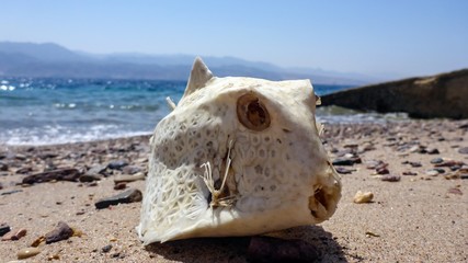 skeleton of Humpback Turretfish (Tetrosomus gibbosus), Thornback Boxfish, Red Sea, Eilat, Israel