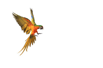 One macaw parrot isolated on a white background © Napatsorn