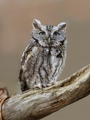 Eastern Screech Owl Closeup Portrait