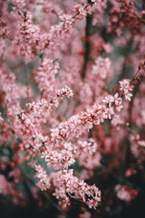 pink cherry blossom