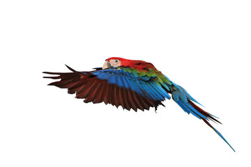Obraz premium One macaw parrot isolated on a white background