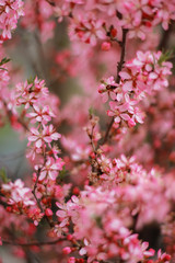almond tree