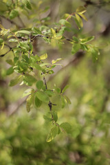 the leaves of honeysuckle